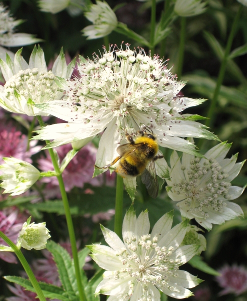 Swallowfield Village Gardens